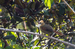 Image of Creamy-crested Spinetail