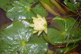 Image of Amazon Water-Lily