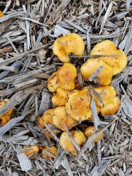 Image of Pholiota spumosa (Fr.) Singer 1951