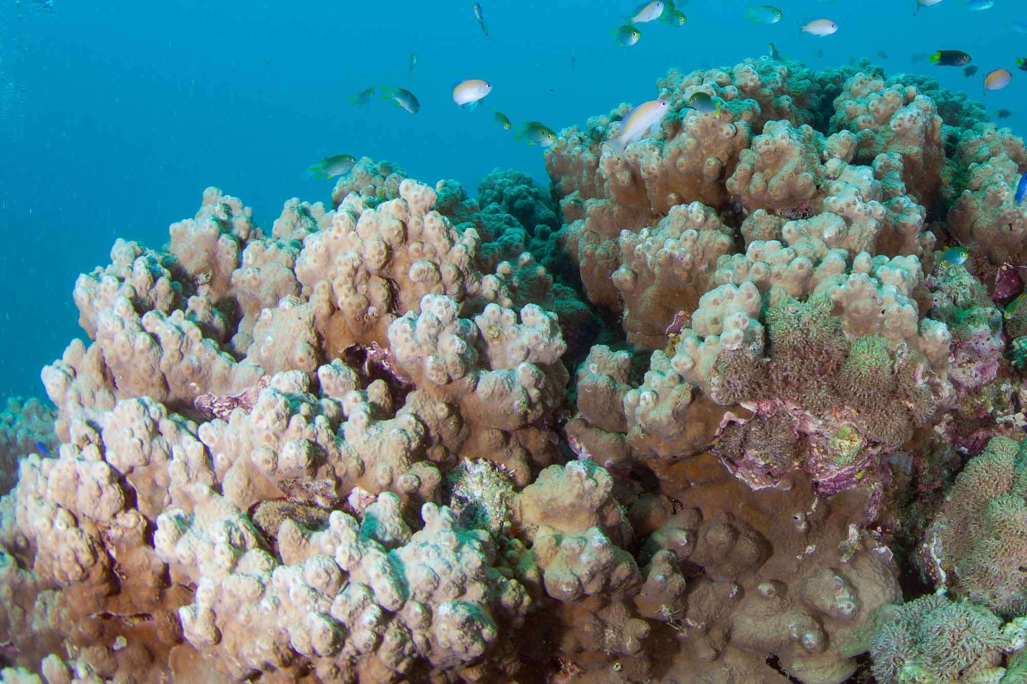 Image of Column coral