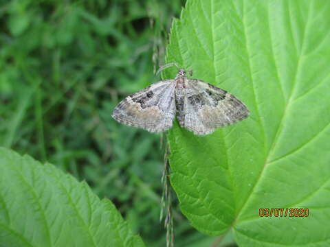 Image of large twin-spot carpet