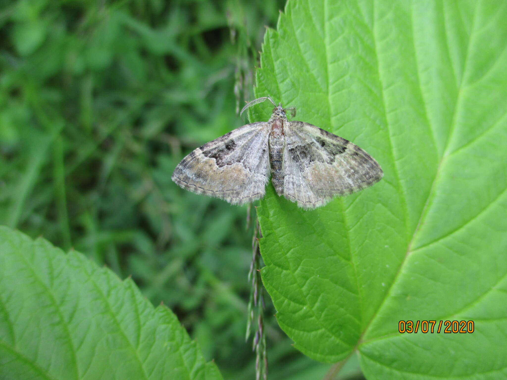 Imagem de Xanthorhoe quadrifasiata Clerck 1759