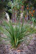 Image of Lomandra ordii (F. Muell.) Ewart