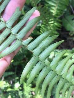 Image of Boston swordfern