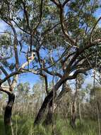 Image of Eucalyptus latisinensis K. D. Hill