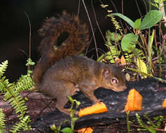 Image of Bolivian Squirrel