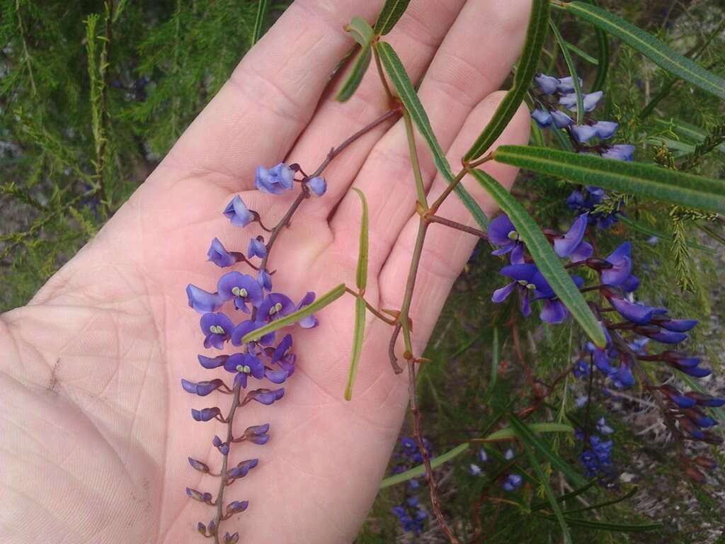 Image of Australian lilac vine