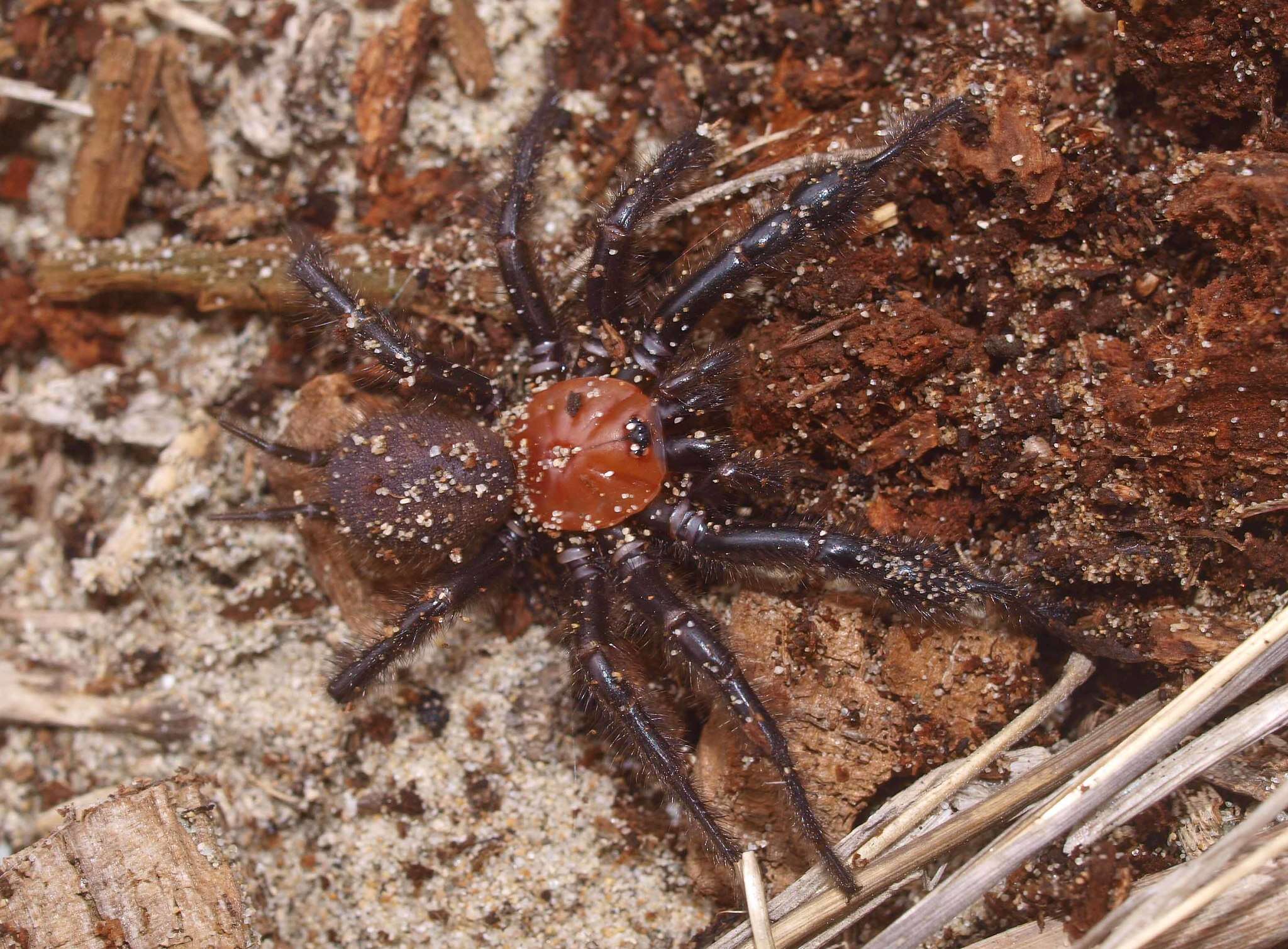 Image of Black tunnelweb