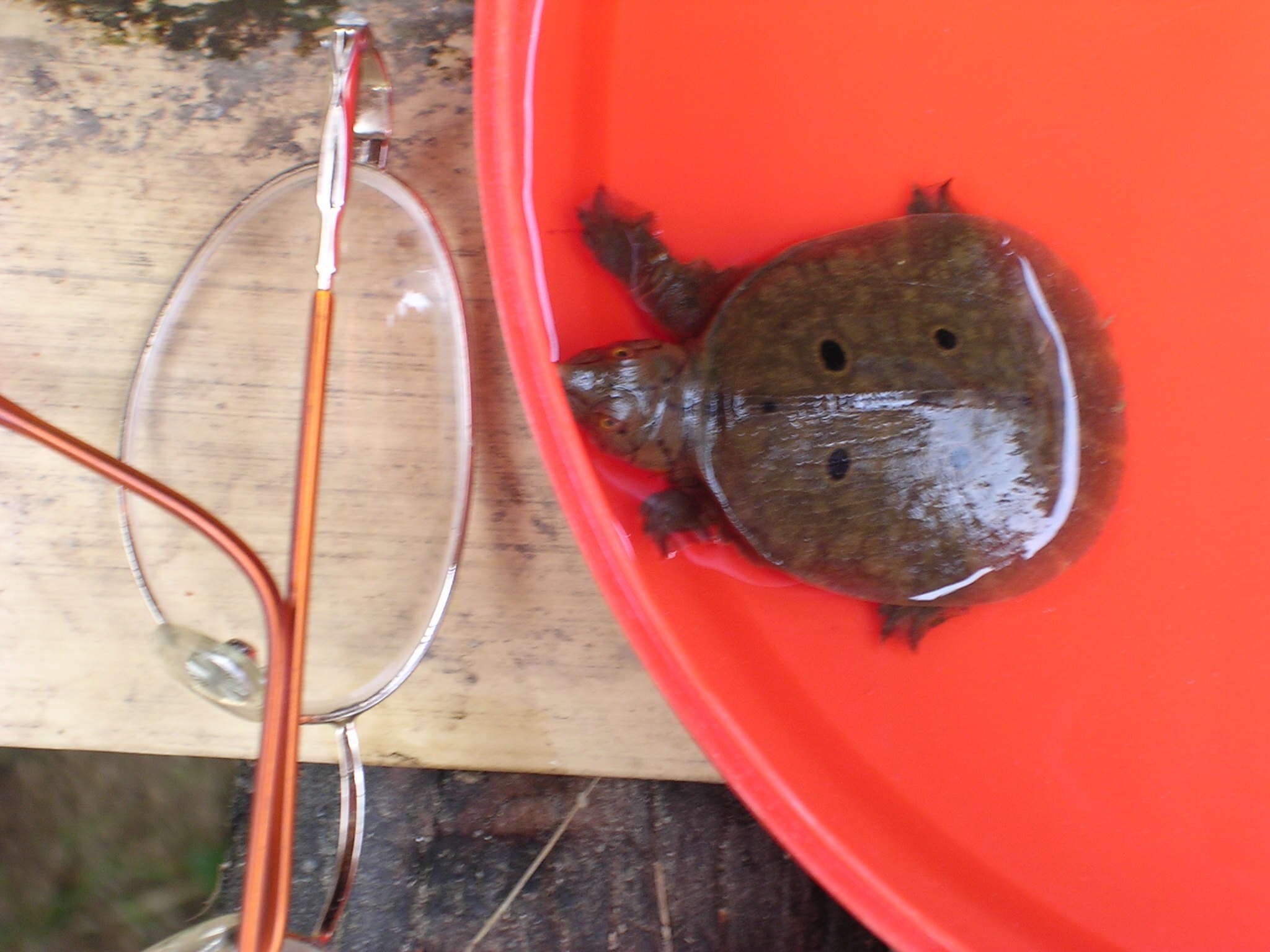 Image of Malayan Soft-shelled Turtle