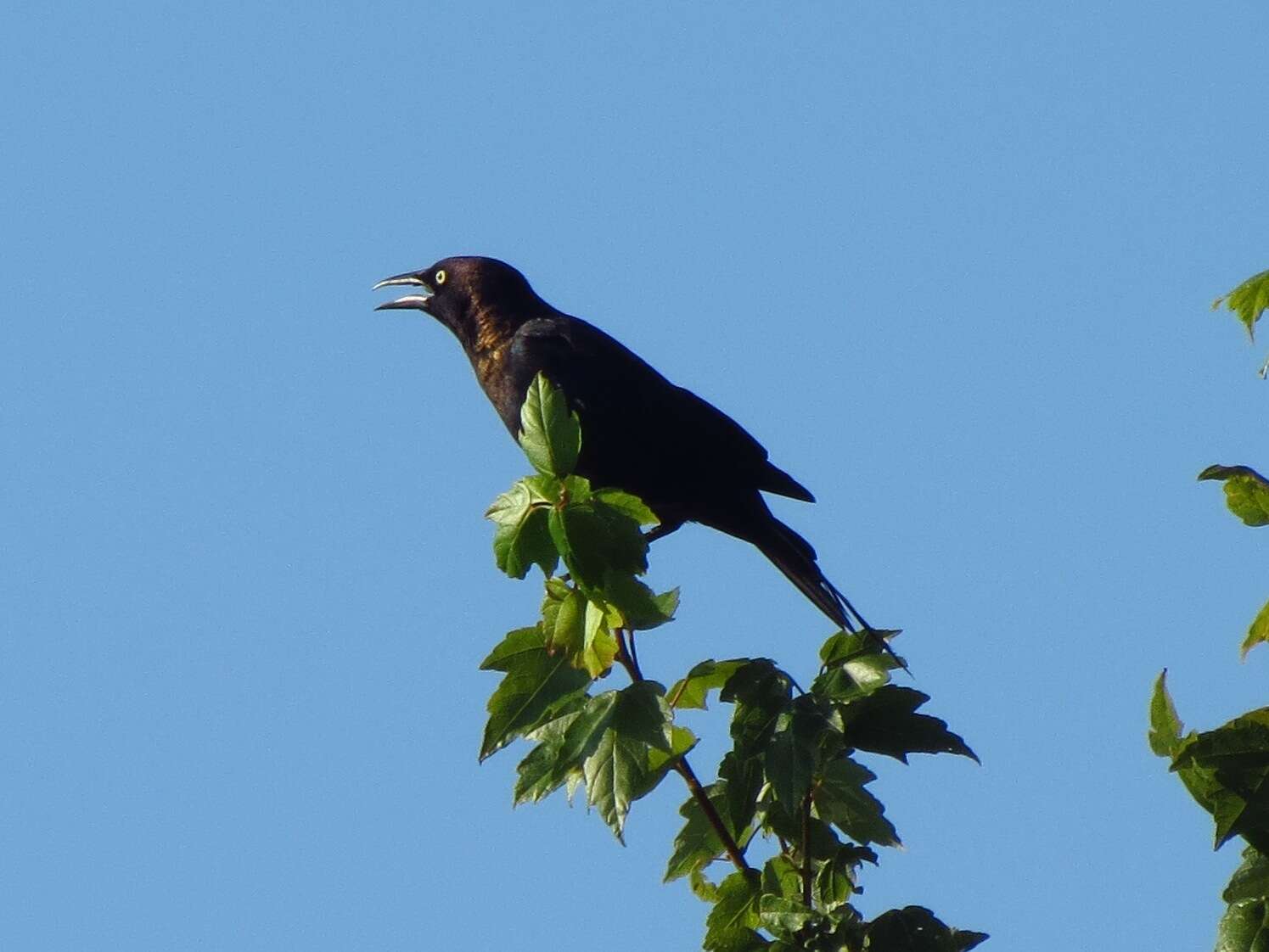 Image of Quiscalus quiscula quiscula (Linnaeus 1758)