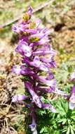 Plancia ëd Corydalis solida subsp. incisa Lidén