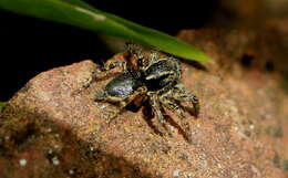 Image of Stenaelurillus albus Sebastian, Sankaran, Malamel & Joseph 2015