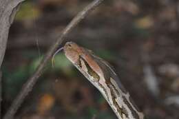 Image of Asiatic rock python