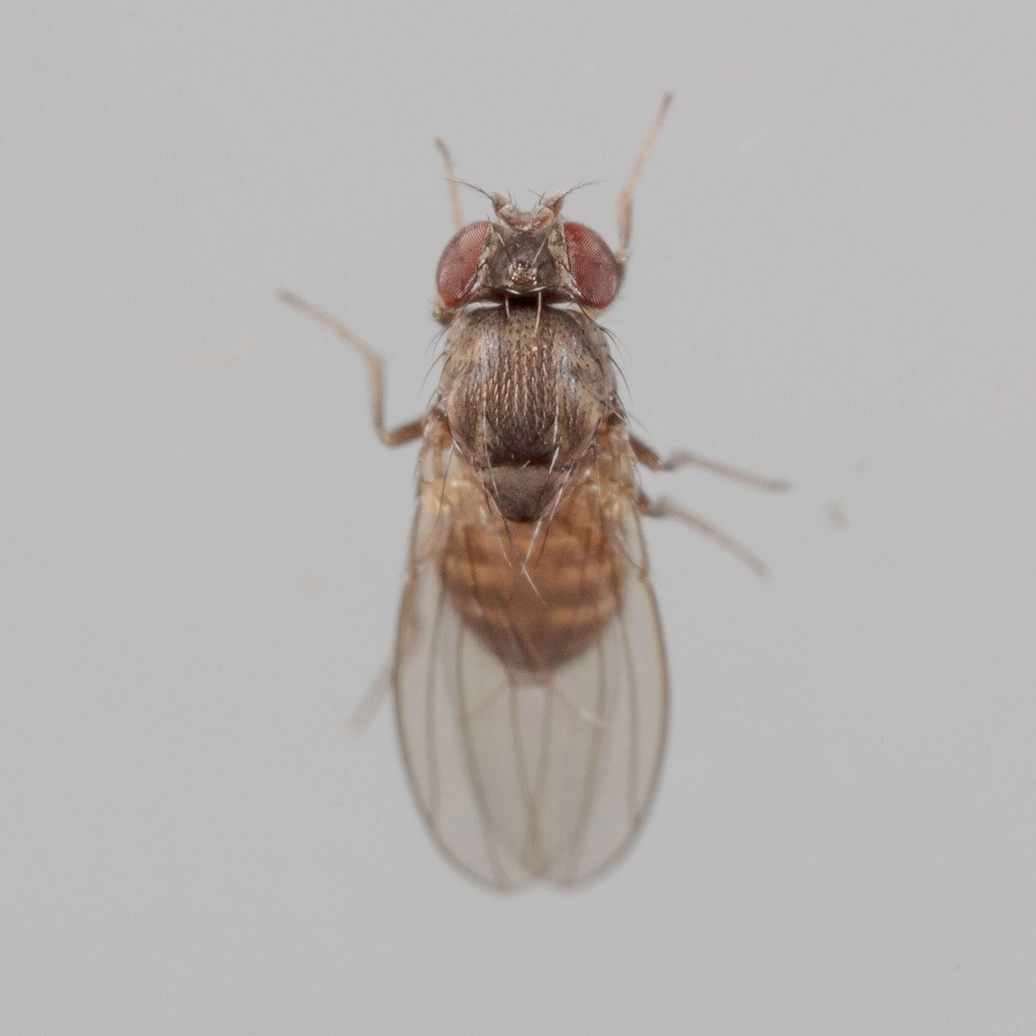 Imagem de Drosophila melanica Sturtevant 1916