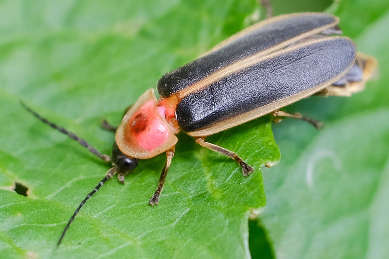 Image of common eastern firefly