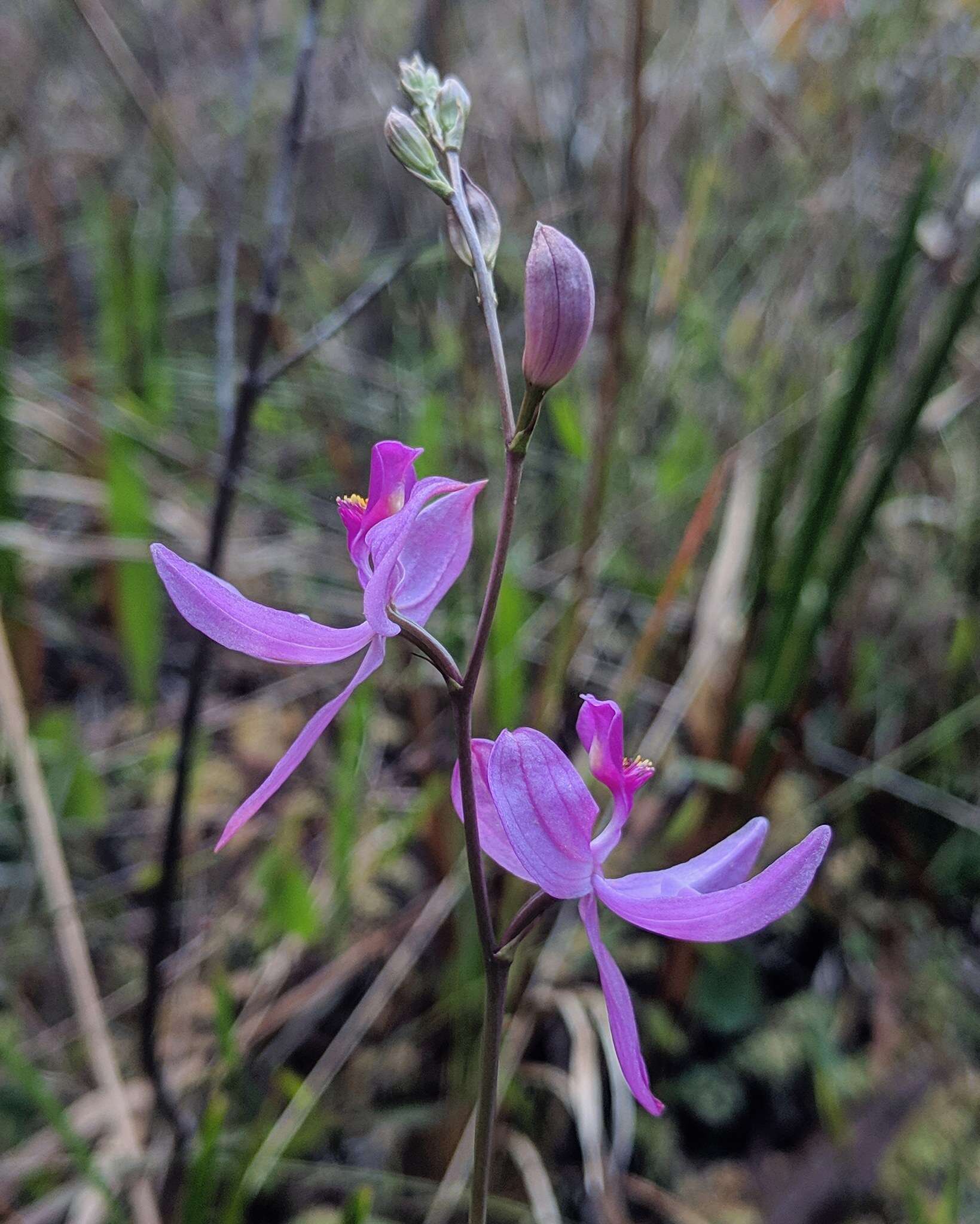 Image de Calopogon pallidus Chapm.