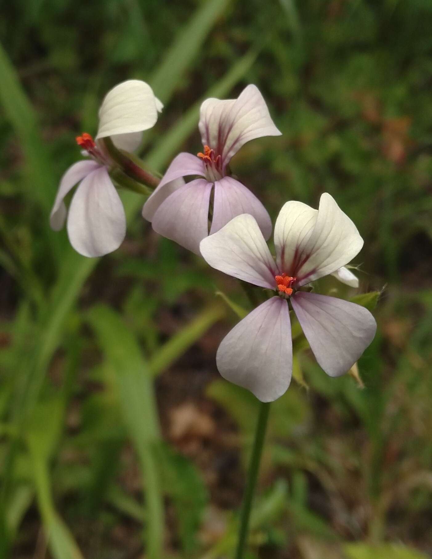 Image of Pelargonium quinquelobatum Hochst. ex A. Rich.