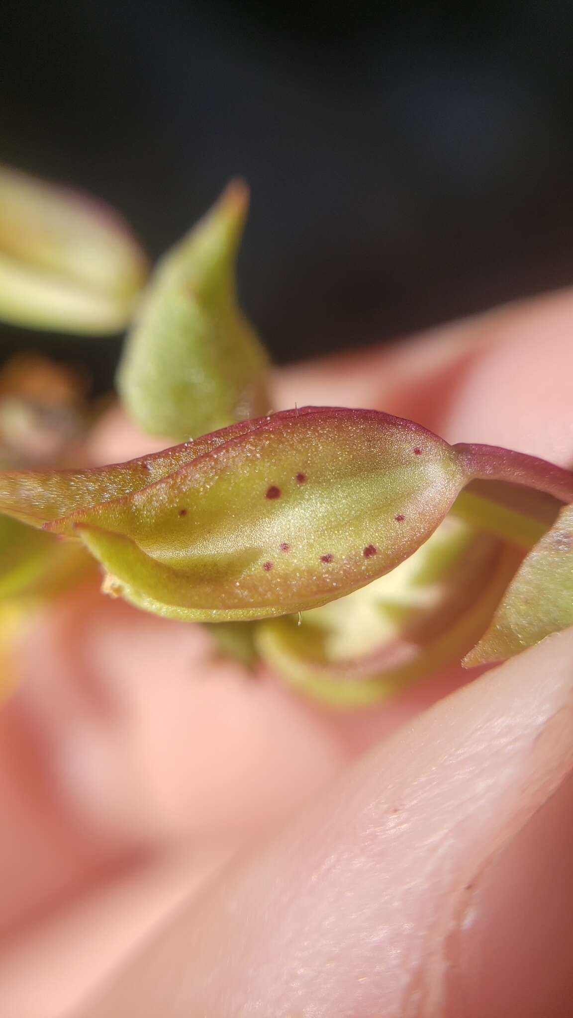 Image of Erythranthe nasuta (Greene) G. L. Nesom