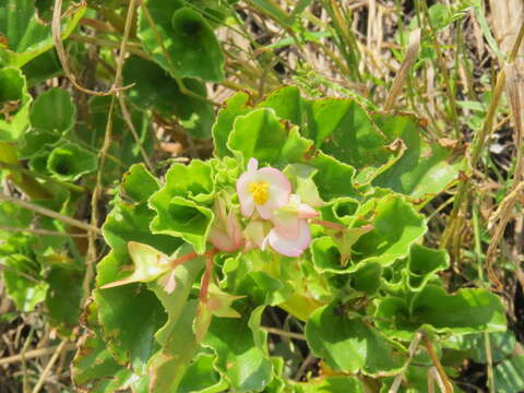 Image of clubed begonia