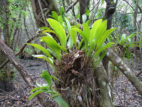 Image of flor de llanten