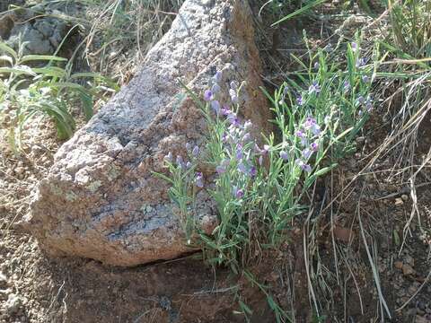 Image of blue milkwort