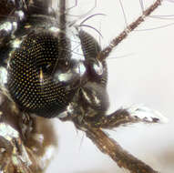 Image of Asian Tiger Mosquito