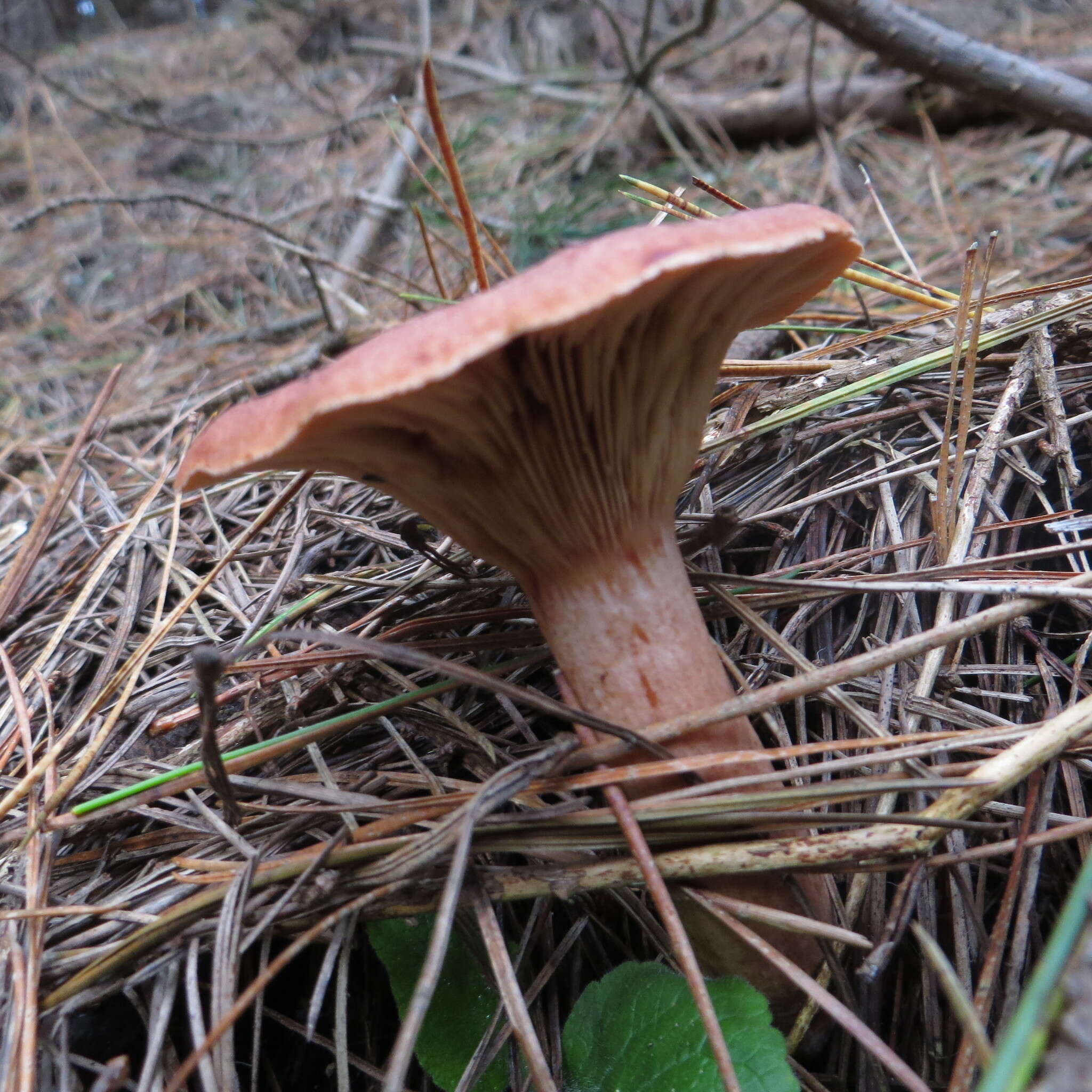 Image of Rufous Milkcap