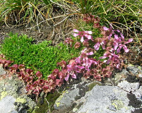 Image of Saponaria pumila Janchen