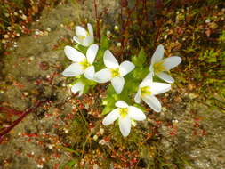 Image of Sebaea albens (L. fil.) Sm.