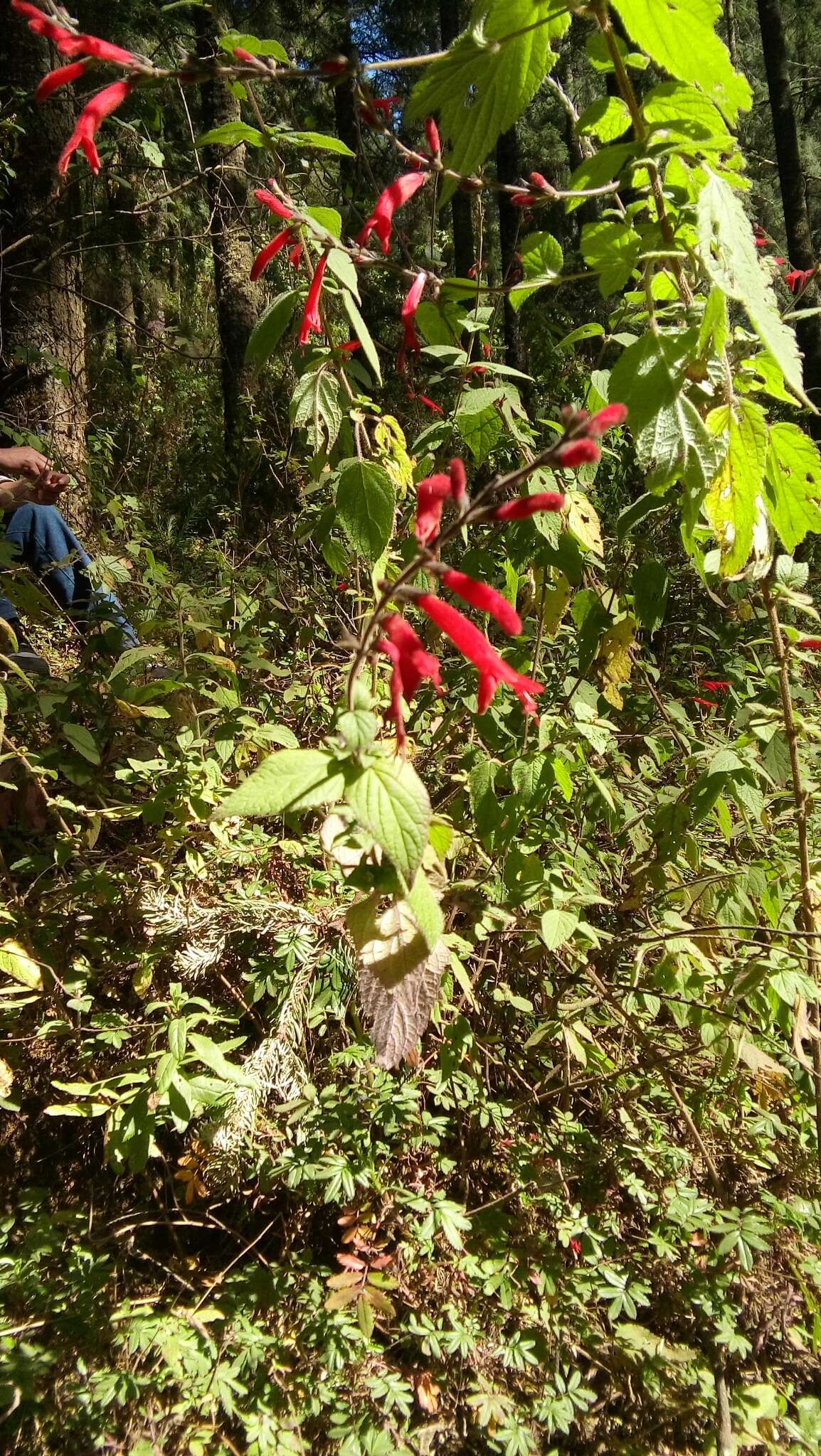 Image of pineapple sage