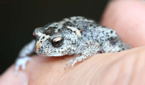 Image of Günther’s Toadlet