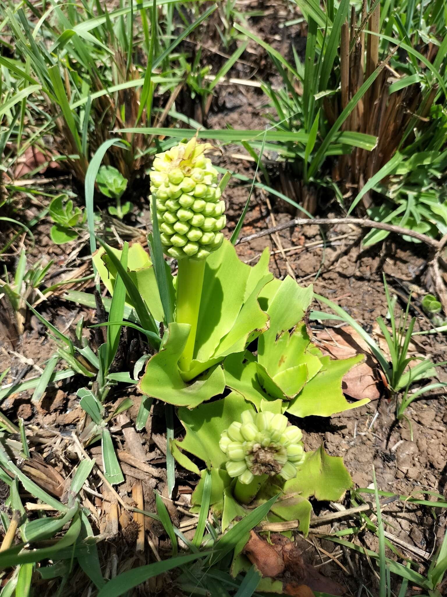 Imagem de Eucomis autumnalis subsp. autumnalis