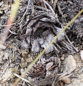 Image of Protea intonsa Rourke