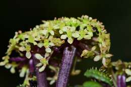 Imagem de Diplaspis cordifolia (Hook.) Hook. fil.