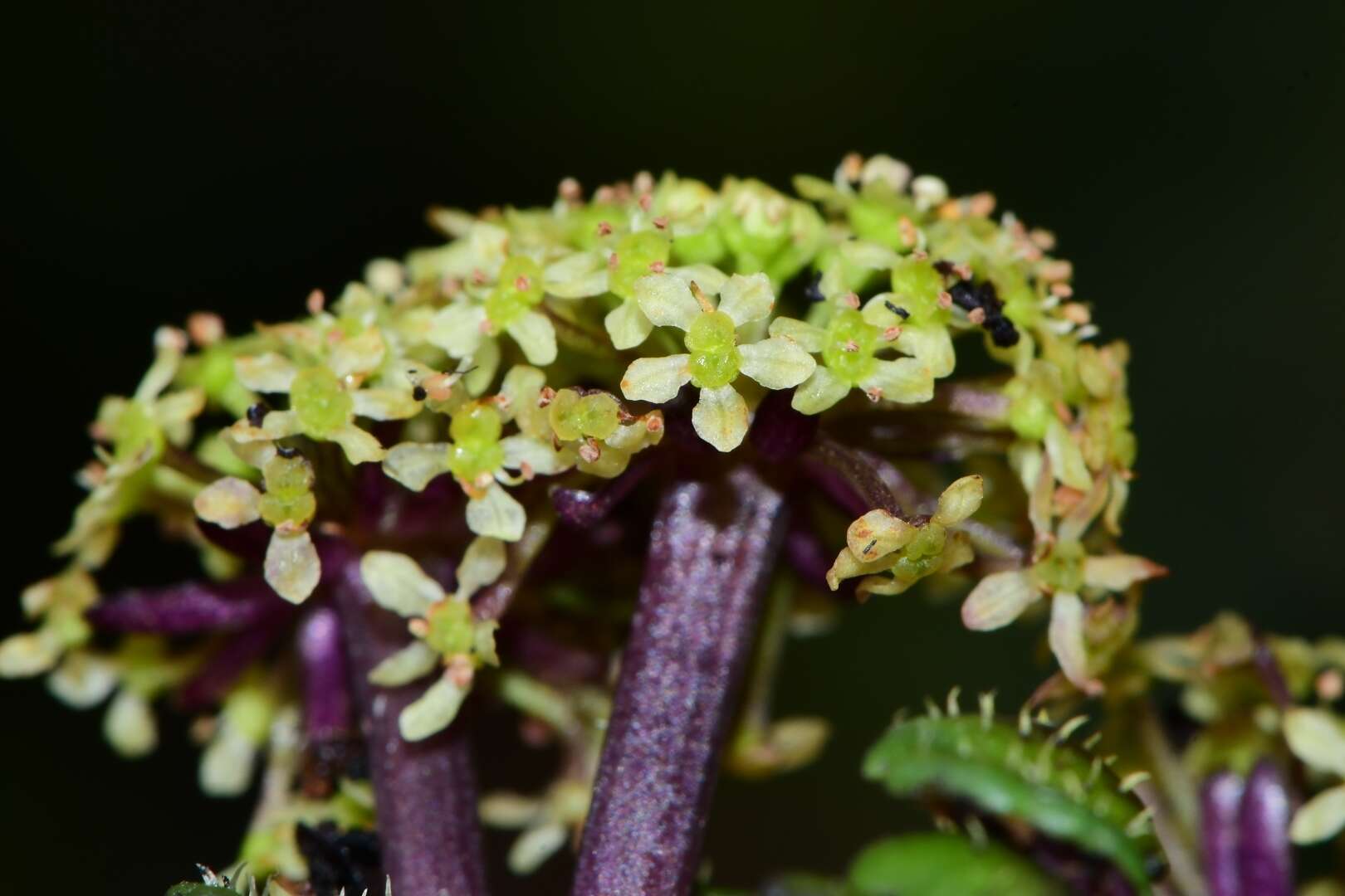 Imagem de Diplaspis cordifolia (Hook.) Hook. fil.