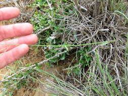 Image of Aristida diffusa subsp. diffusa