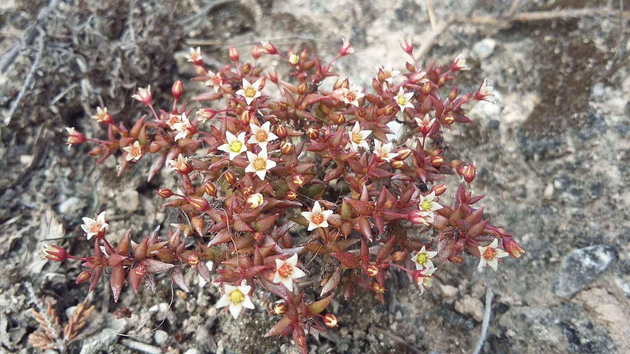 Image of Thread Stonecrop