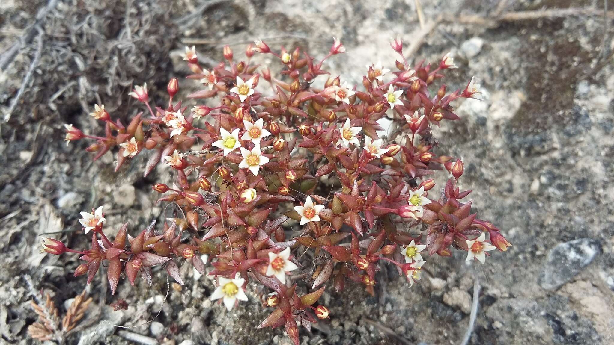 Image of Crassula expansa subsp. filicaulis (Haw.) Tölken