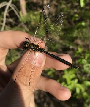 Image of northern emerald