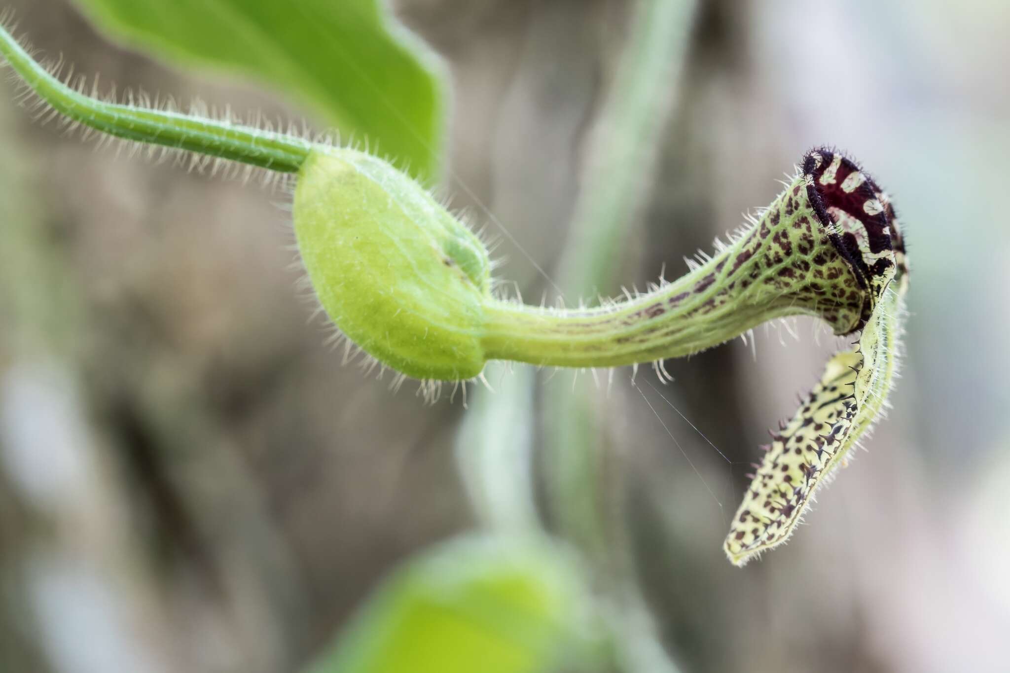 Image of Aristolochia pilosa Kunth