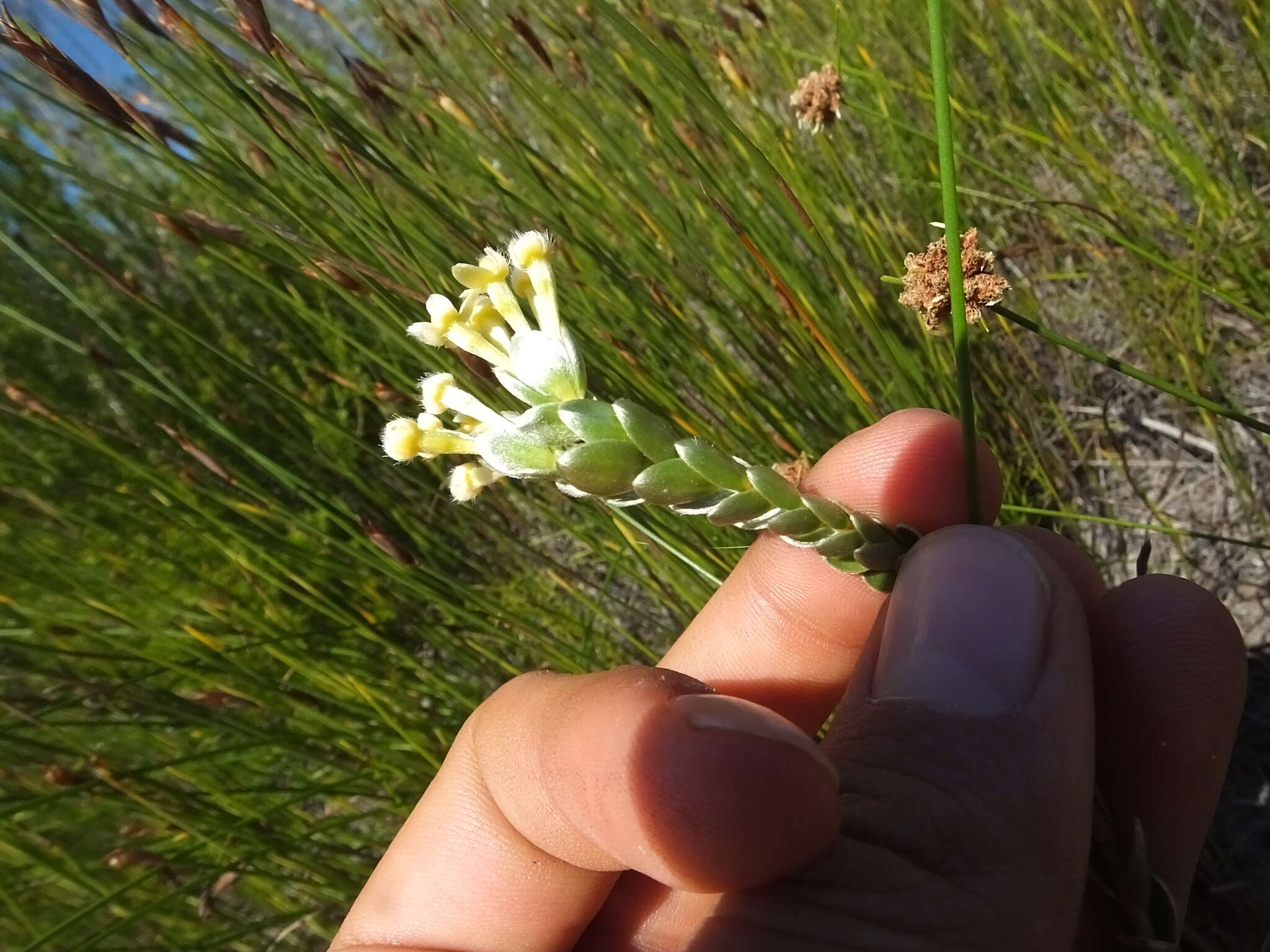 صورة Gnidia chrysophylla Meissn.