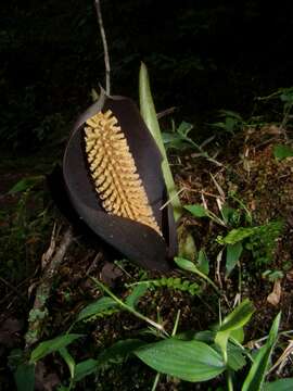 Image of Gorgonidium vermicidum (Speg.) Bogner & Nicolson