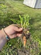 Imagem de Daucus carota subsp. sativus (Hoffm.) Schübl. & Martens