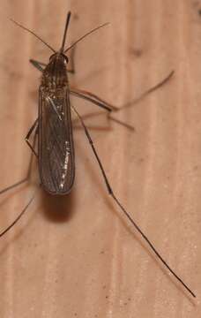 Image of mosquito