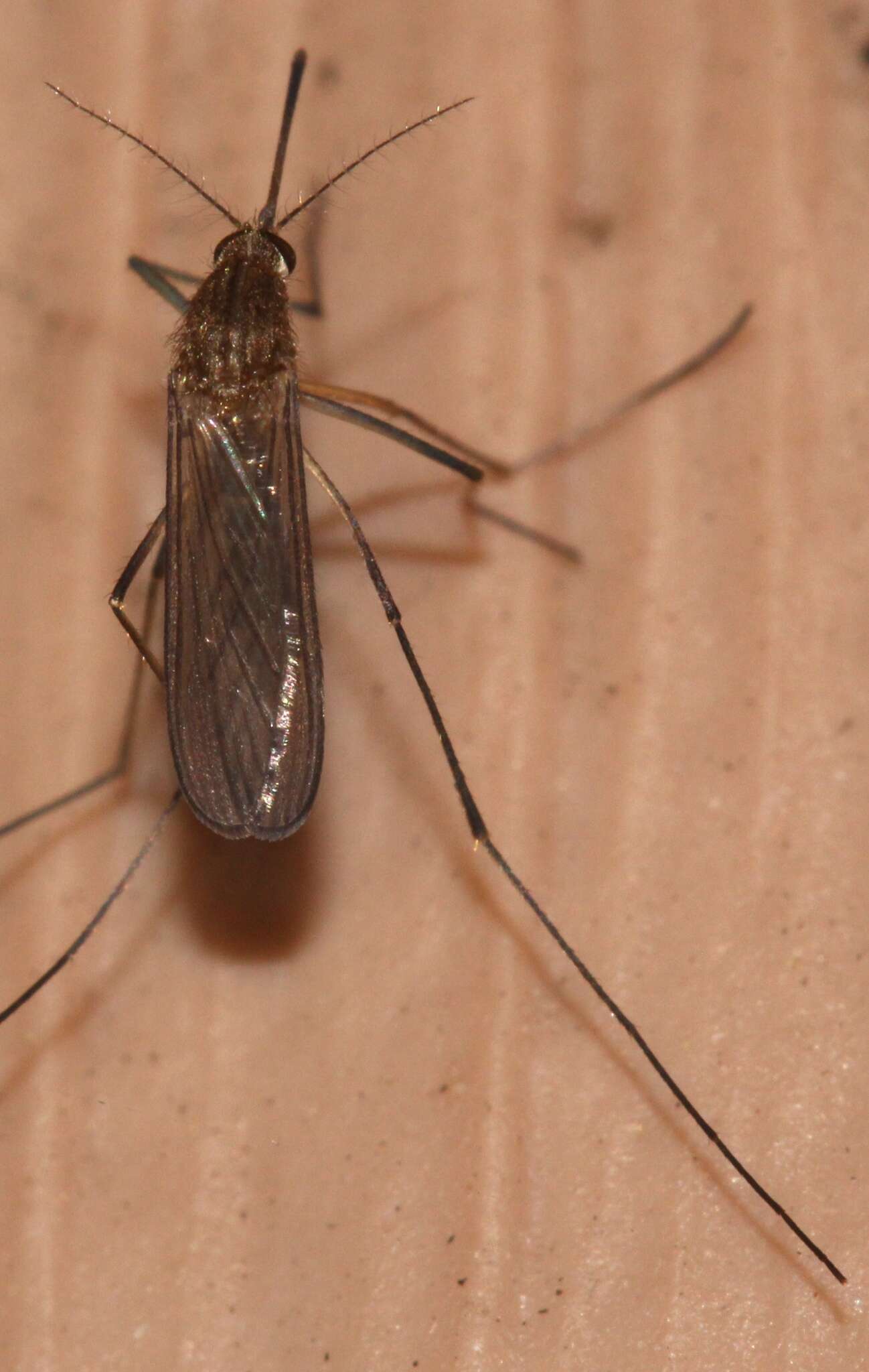 Image of mosquito