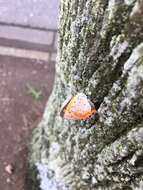 <i>Lycaena phlaeas daimio</i> resmi