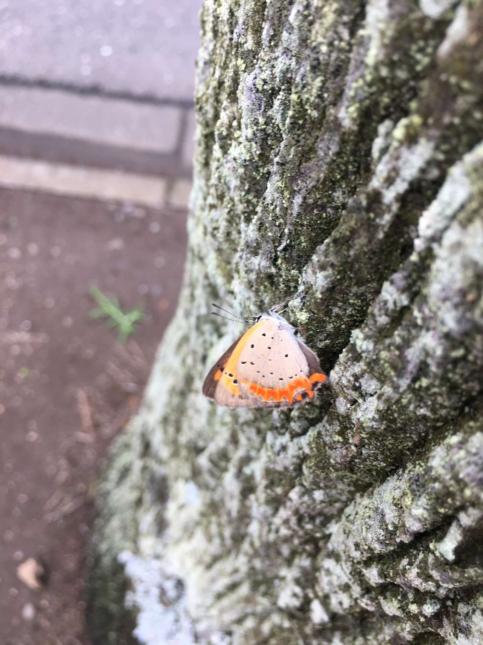 <i>Lycaena phlaeas daimio</i> resmi