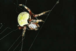 Araneus horizonte Levi 1991 resmi