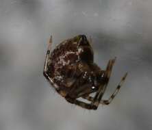 Image of Parasteatoda