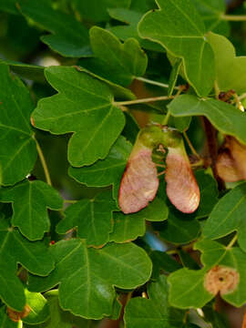 Image of Acer monspessulanum subsp. microphyllum (Boiss.) Bornm.